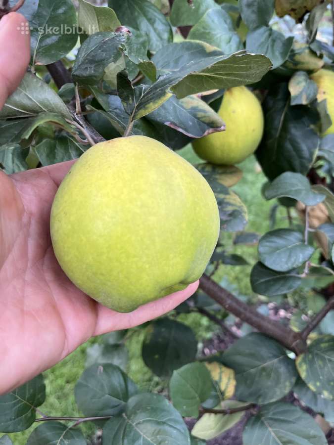Obelų, kriaušių, slyvų ir kt sodinukai urmu -6 eur - nuotraukos Nr. 29