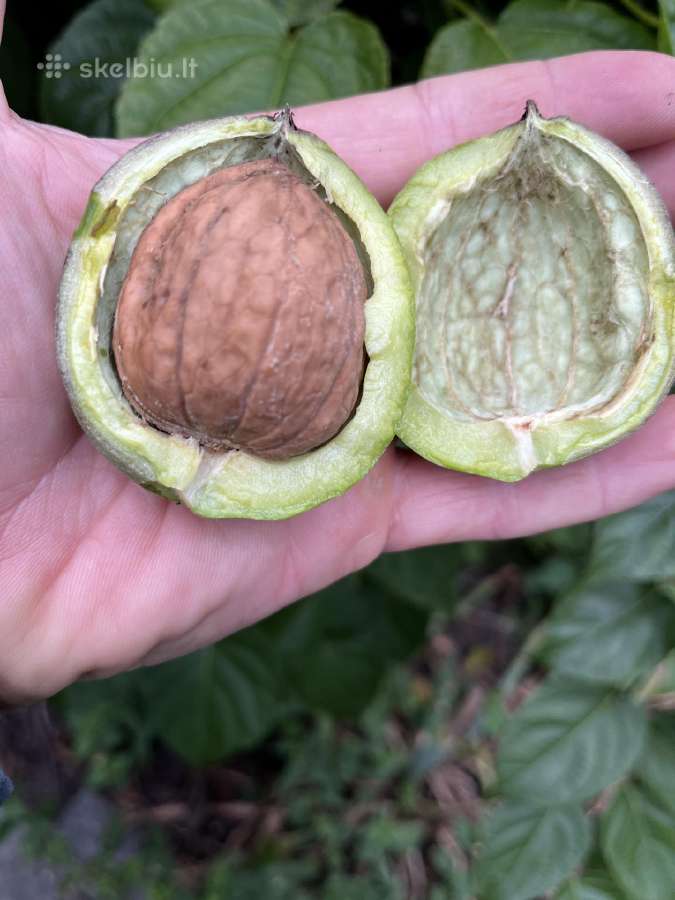 Obelų, kriaušių, slyvų ir kt sodinukai urmu -6 eur - nuotraukos Nr. 30