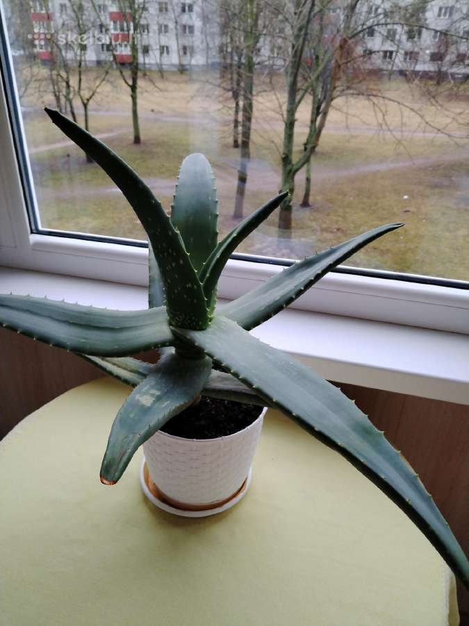 Gydomųjų savybių turintis augalas Aloe Vera