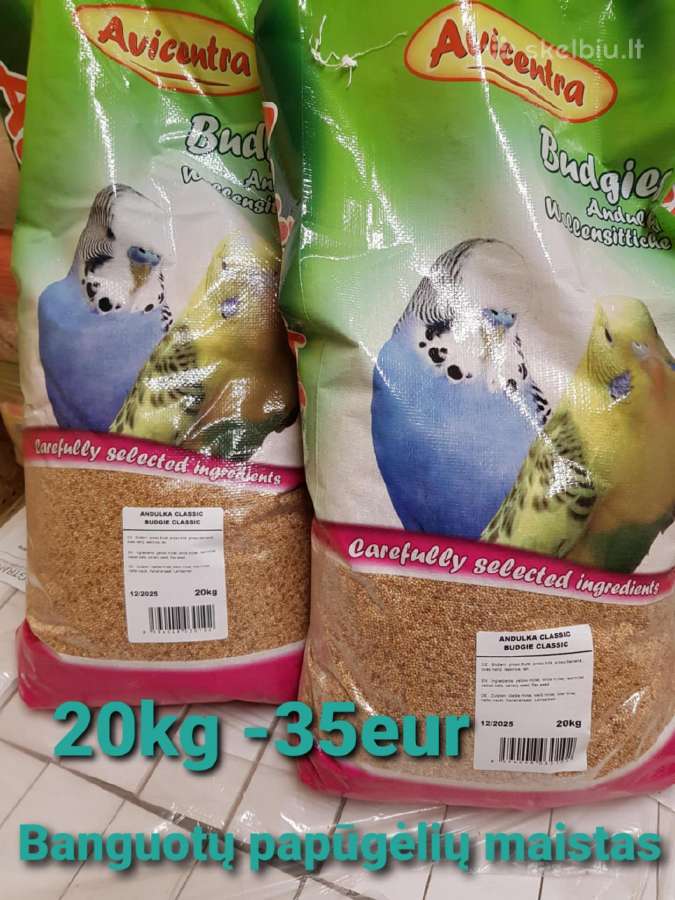 Banguotos papūgėlės 2mėn-7mėn - nuotraukos Nr. 17