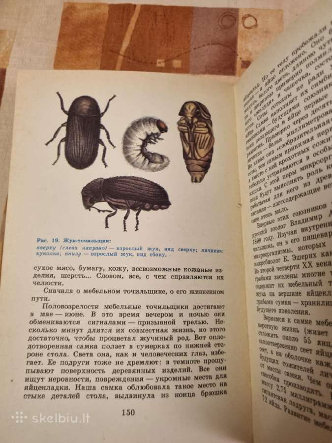 Gyvi organizmai - žmogaus palydovai - nuotraukos Nr. 6