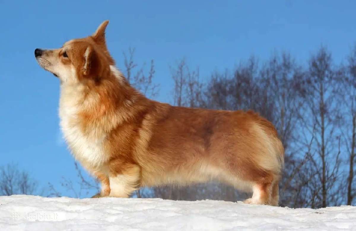 Top Welsh corgi pembroke fluffy & standard - nuotraukos Nr. 9