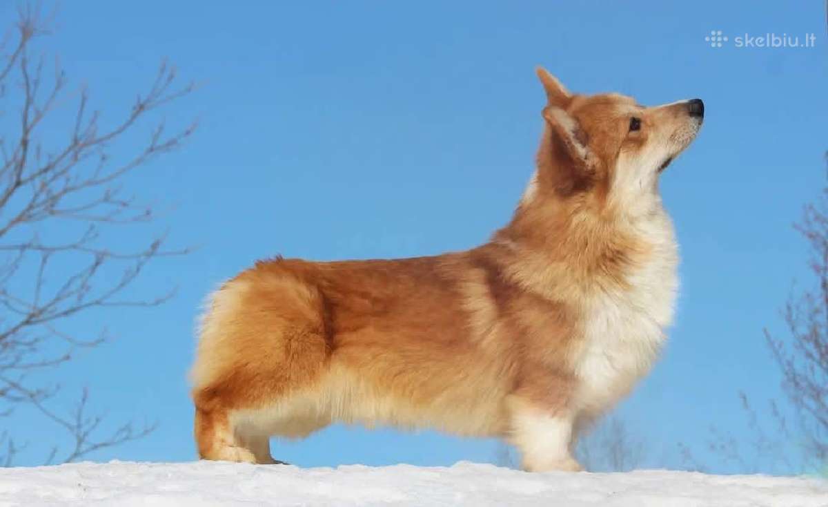 Top Welsh corgi pembroke fluffy & standard - nuotraukos Nr. 10