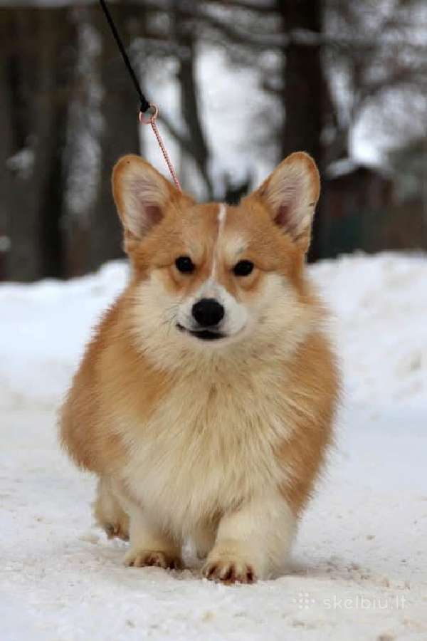 Top Welsh corgi pembroke fluffy & standard - nuotraukos Nr. 11