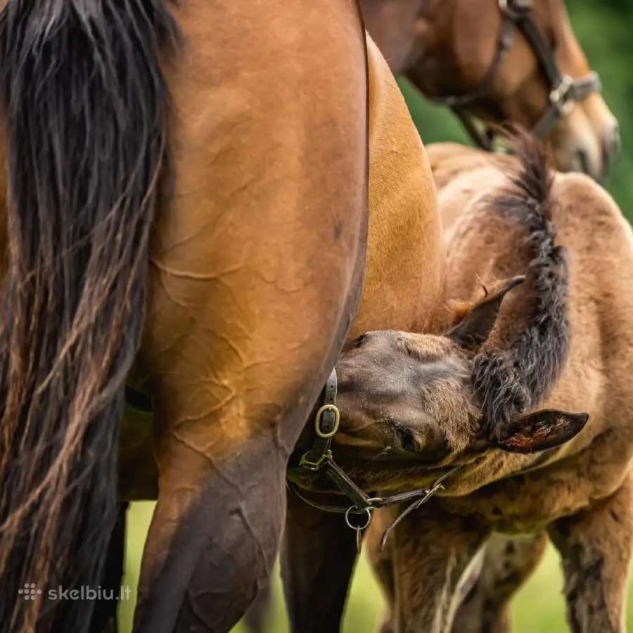 Pieno pakaitalas kumeliukams 4 Foal Milk - nuotraukos Nr. 2