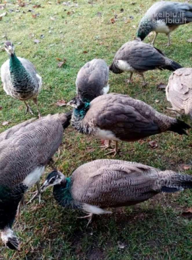 Parduodu povus. Patinai/ patelės - nuotraukos Nr. 7