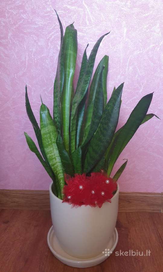 Geles Сансиверия