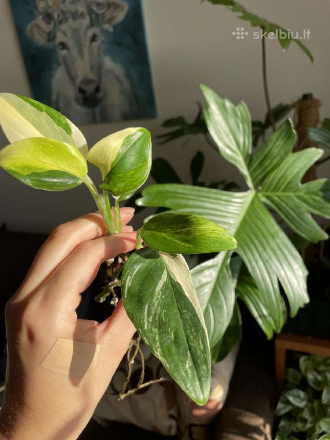 Monstera Standleyana Aurea