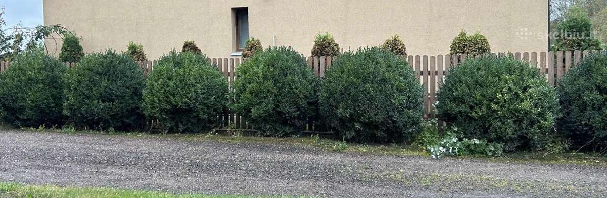 Parduodami buksmedžiai