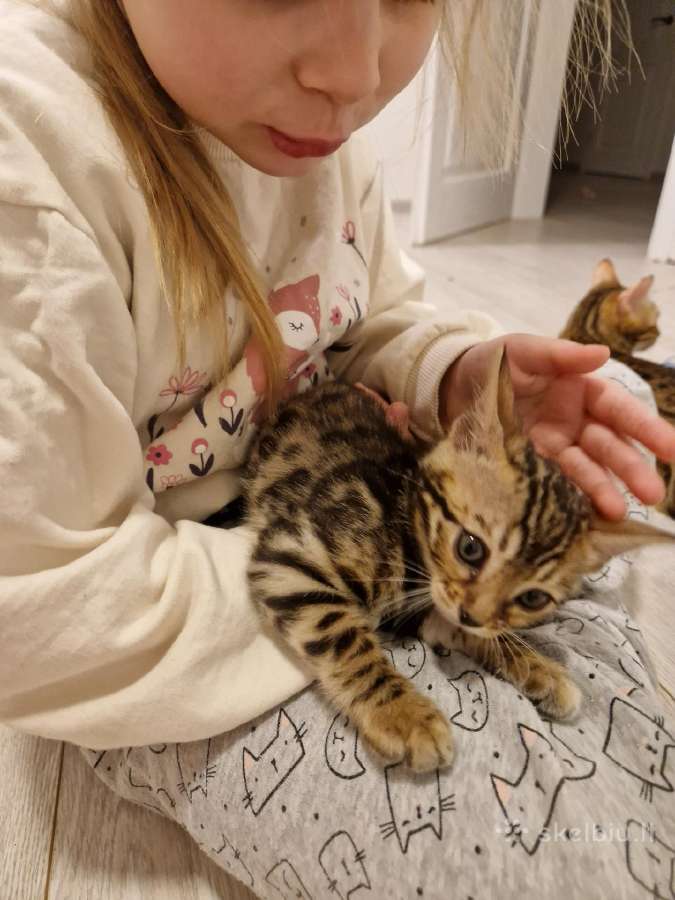 Kilmingi katinėliai - nuotraukos Nr. 6