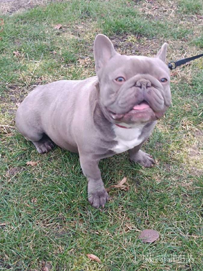 Prancūzų buldogas ieško draugės