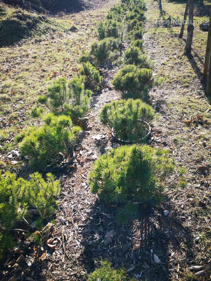 Parduodame pušis, ligustrus, liepas