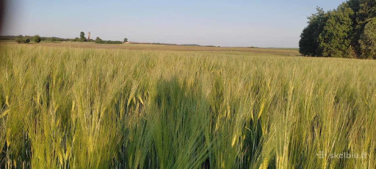 Išsinuomočiau žemės ūkio paskirties sklypus