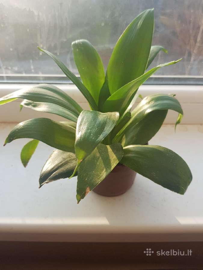 Kambarinė Gėlė Sansevieria - nuotraukos Nr. 5