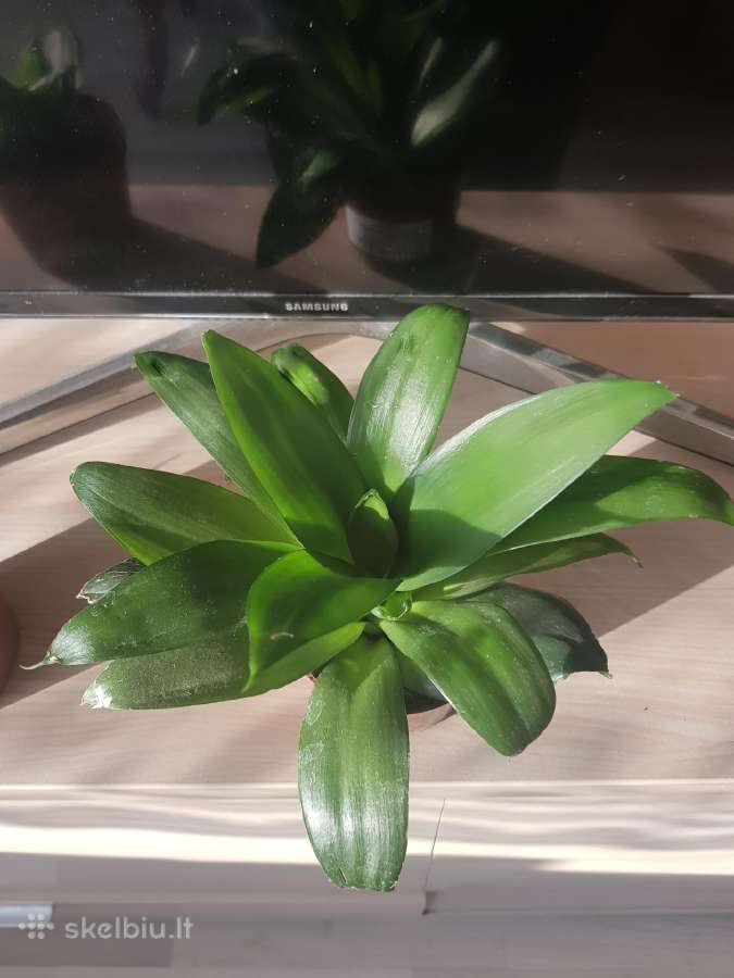 Kambarinė Gėlė Sansevieria - nuotraukos Nr. 6