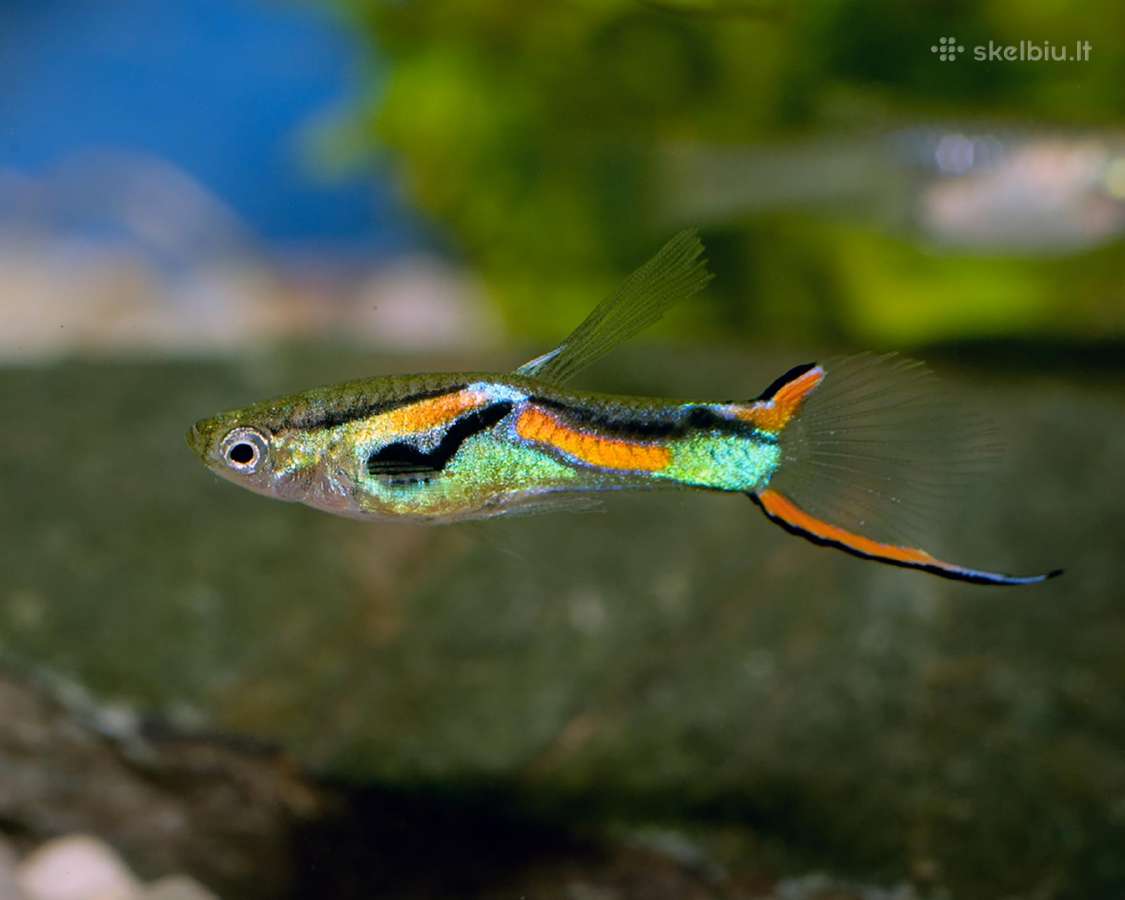 Grynaveislės Endler Guppy