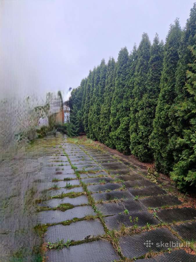 Tujų, gyvatvorių karpymas, kirpimas formavimas - nuotraukos Nr. 9