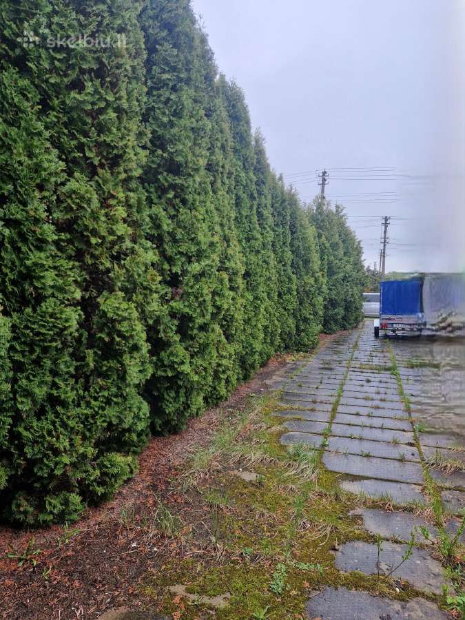 Tujų, gyvatvorių karpymas, kirpimas formavimas - nuotraukos Nr. 10