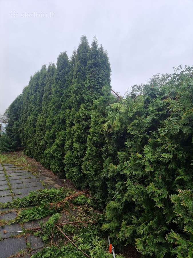 Tujų, gyvatvorių karpymas, kirpimas formavimas - nuotraukos Nr. 11