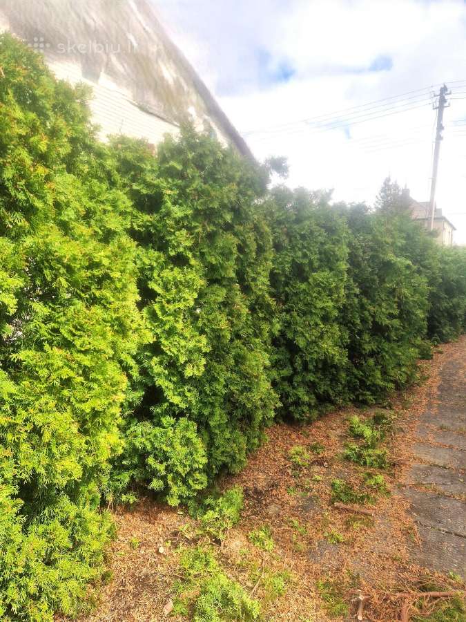 Tujų, gyvatvorių karpymas, kirpimas formavimas - nuotraukos Nr. 14