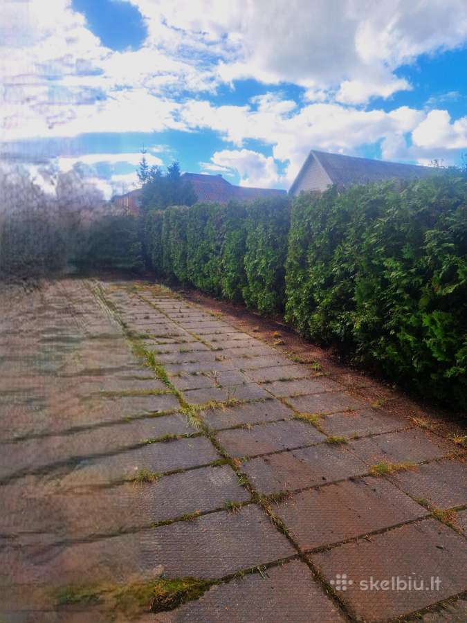 Tujų, gyvatvorių karpymas, kirpimas formavimas - nuotraukos Nr. 15