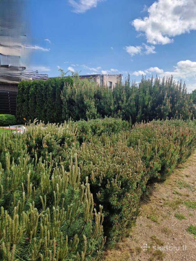 Tujų, gyvatvorių karpymas, kirpimas formavimas - nuotraukos Nr. 2