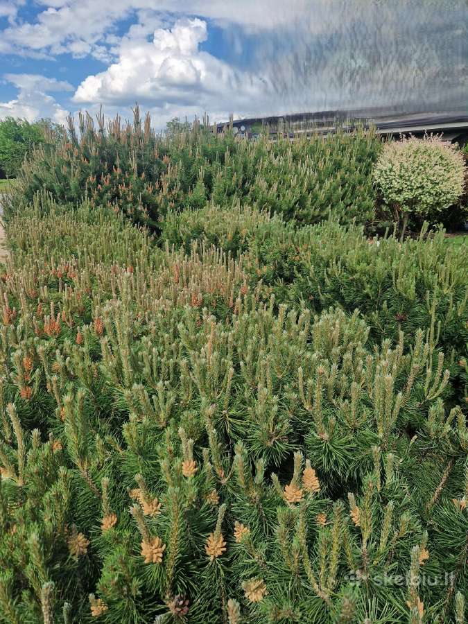 Tujų, gyvatvorių karpymas, kirpimas formavimas - nuotraukos Nr. 3