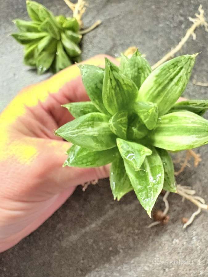 Haworthia cuspidata f. variegata - nuotraukos Nr. 3