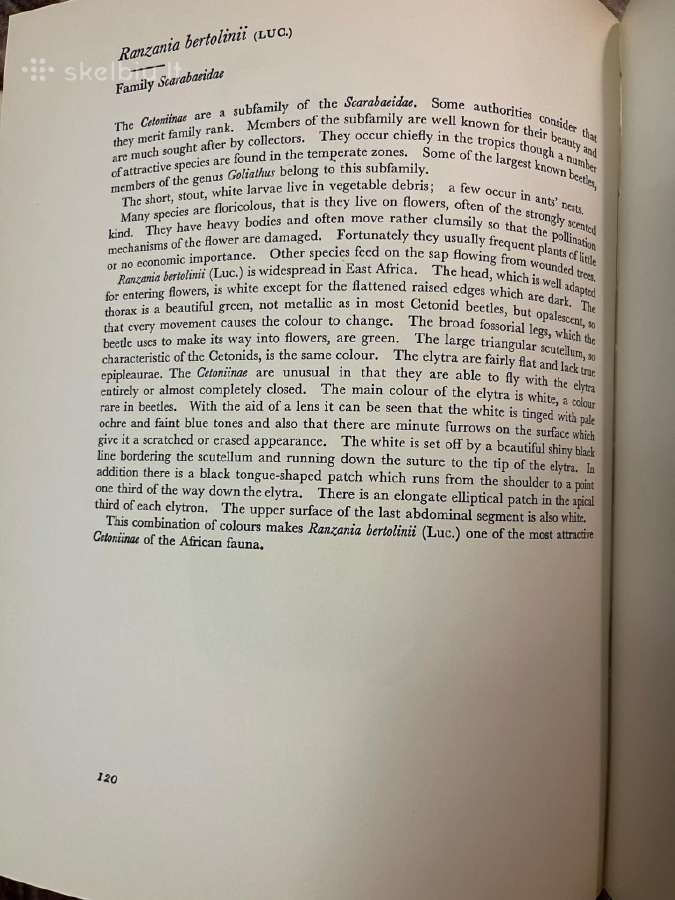 A Book Of Beetles (Dr. Josef R. Winkler - 1965) - nuotraukos Nr. 6