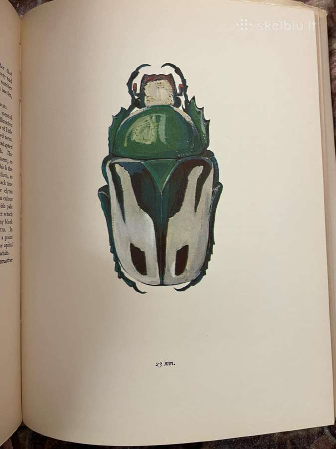 A Book Of Beetles (Dr. Josef R. Winkler - 1965) - nuotraukos Nr. 3