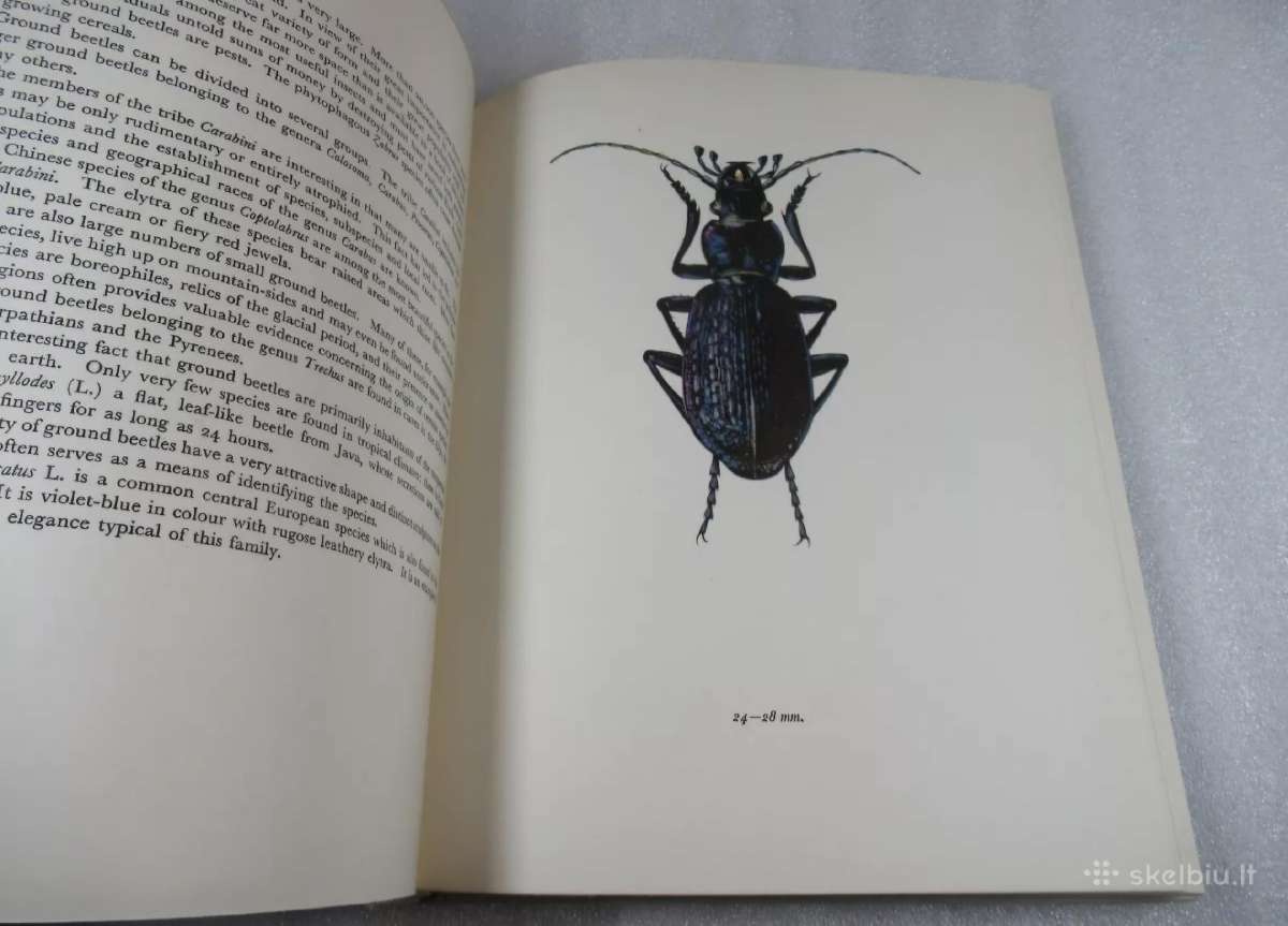 A Book Of Beetles (Dr. Josef R. Winkler - 1965) - nuotraukos Nr. 4
