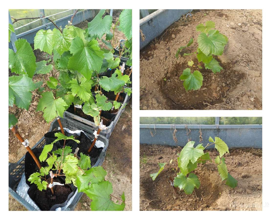 Kalnų pušys, vynuogių sodinukai, keniai