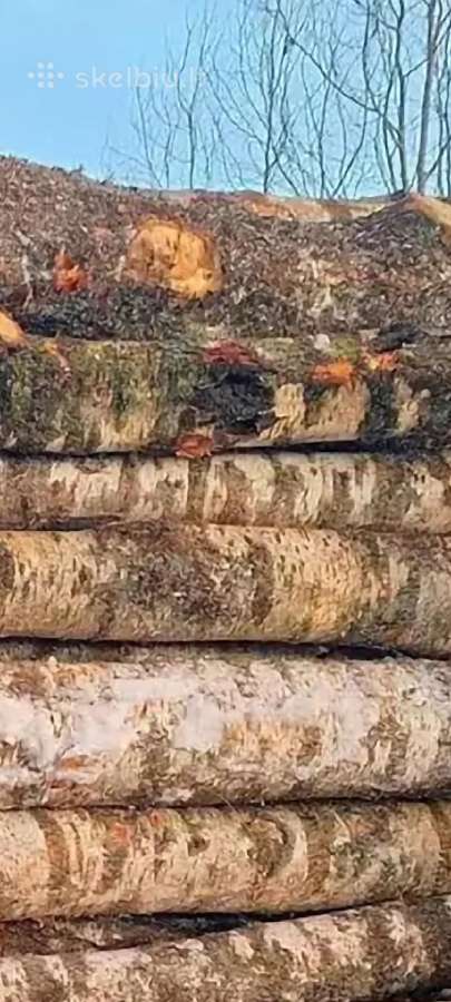 Malkos Panevėžyje, Ramygaloje, Kėdainiuose, Pakruo