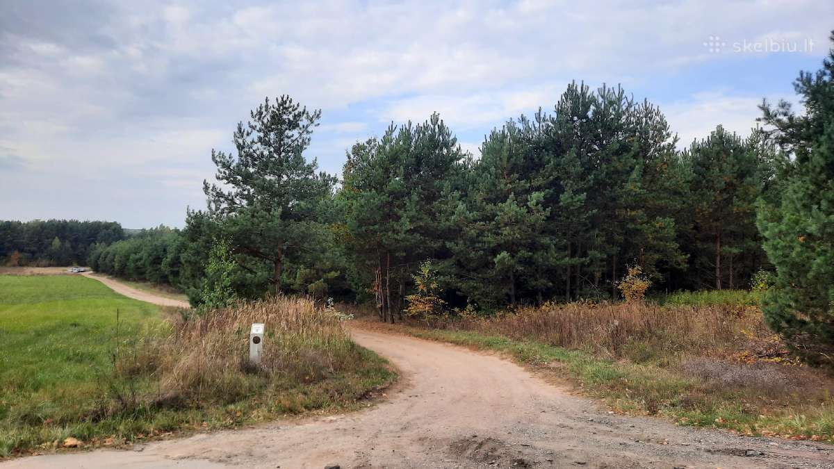 Pušys išsikasimui yra ir eglių - nuotraukos Nr. 2