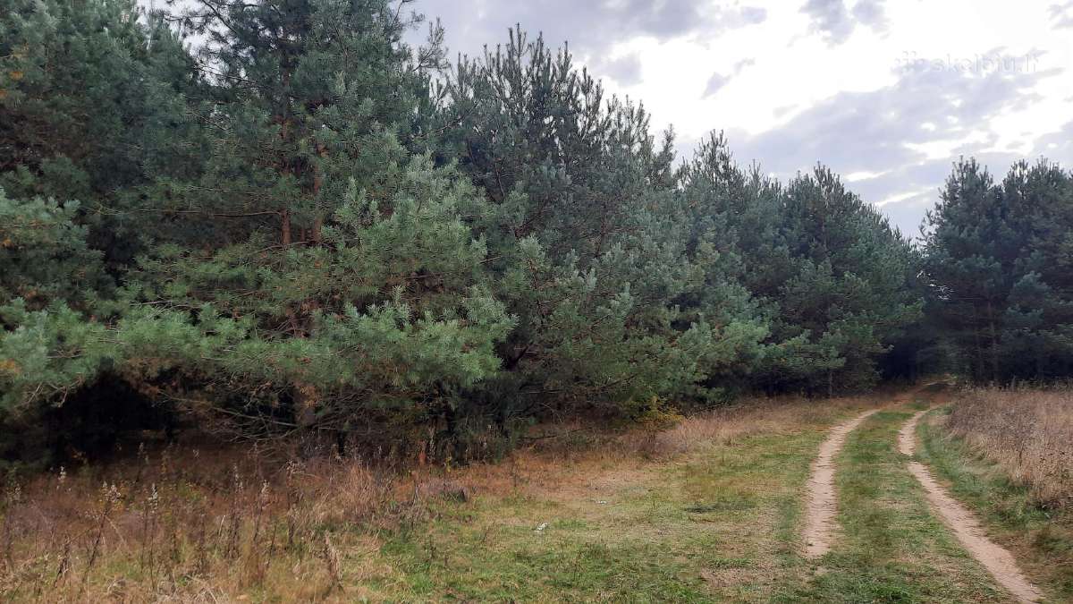 Pušys išsikasimui yra ir eglių