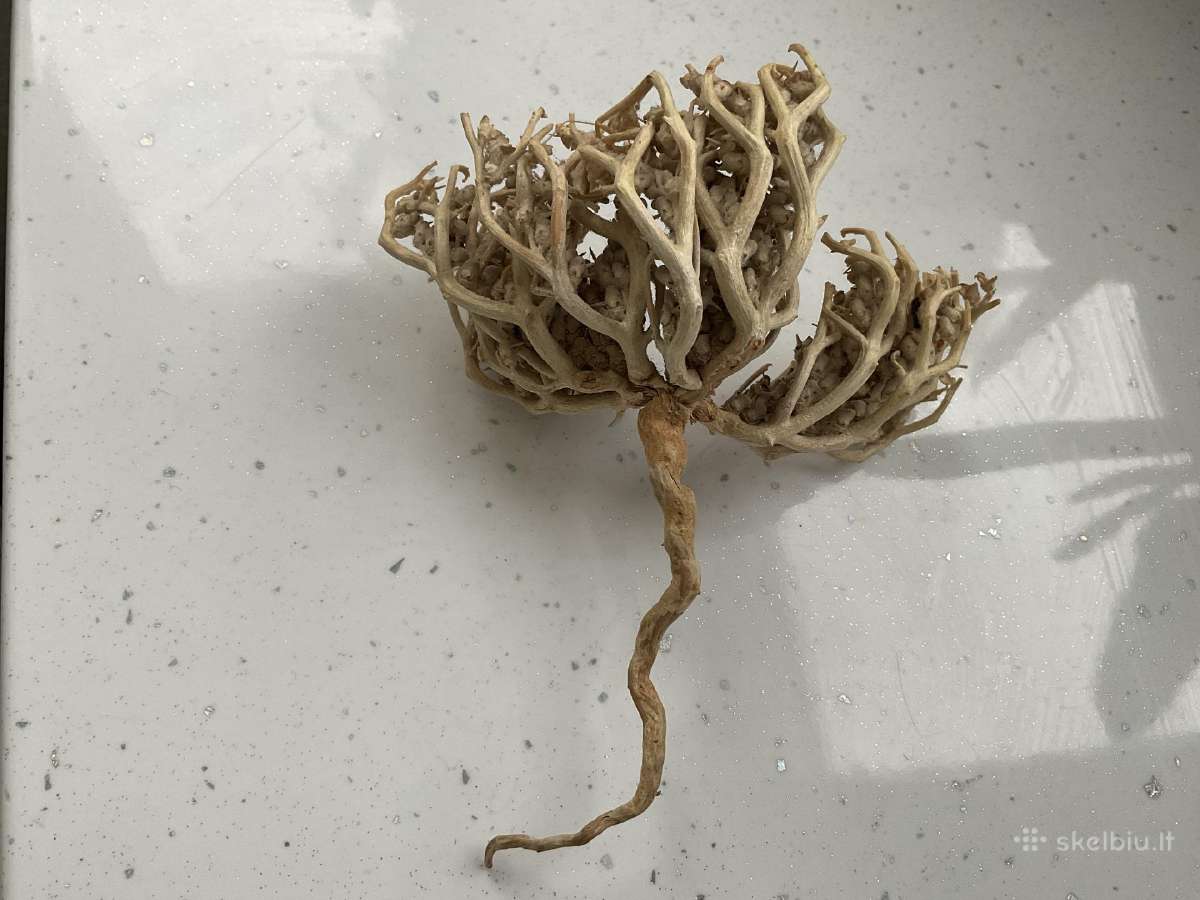 Anastatica hierochuntica (ericho roze)