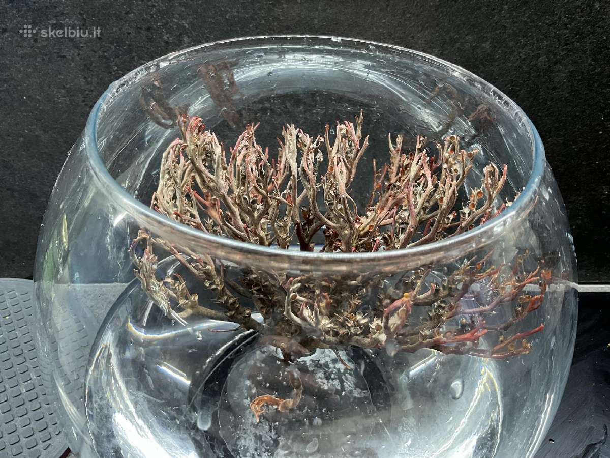 Anastatica hierochuntica (ericho roze) - nuotraukos Nr. 3