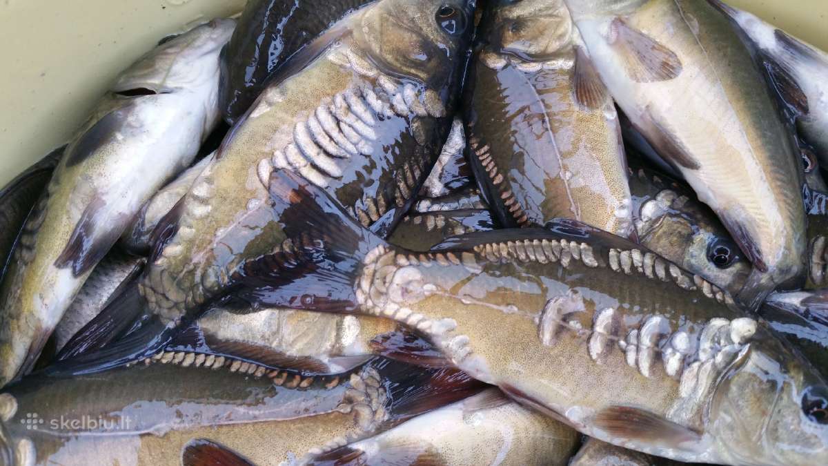 Karpiukai ižuvinimui. Domeikava. - nuotraukos Nr. 2