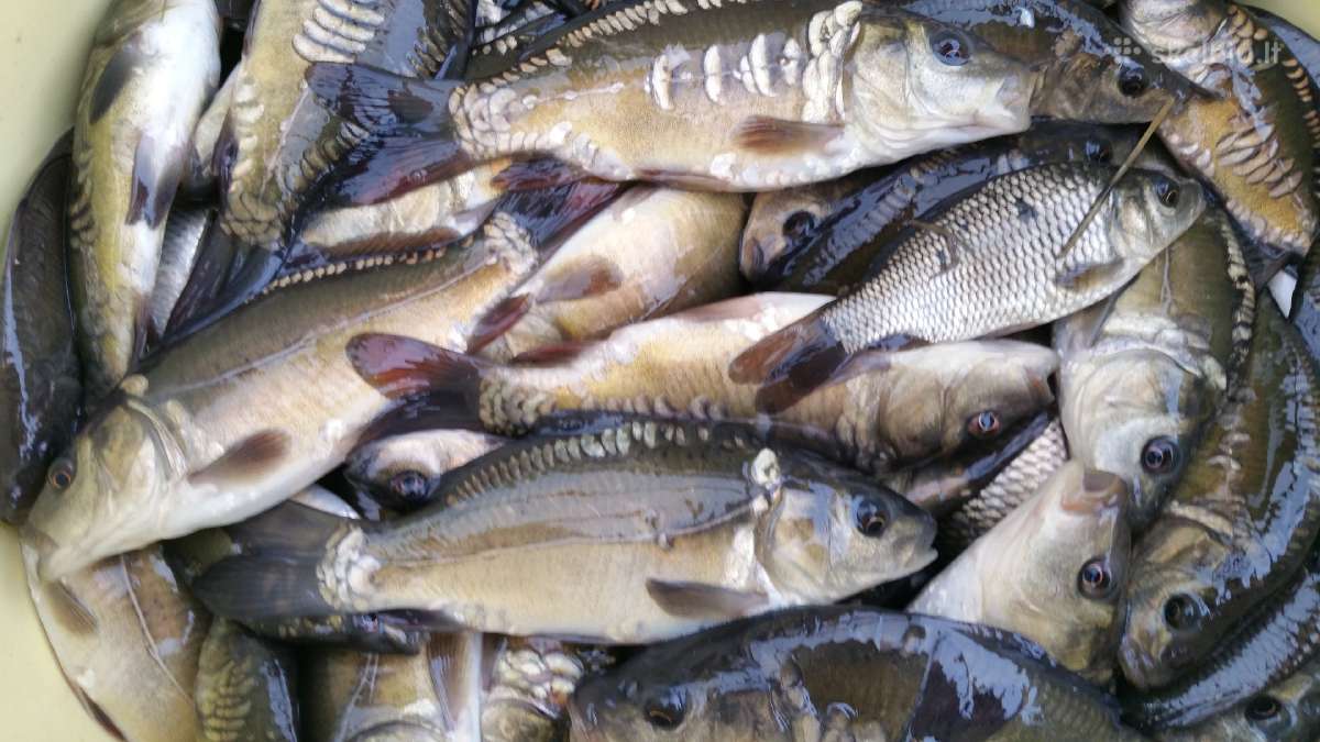 Karpiukai ižuvinimui. Domeikava. - nuotraukos Nr. 3