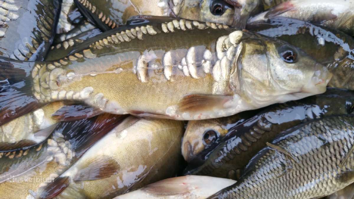 Karpiukai ižuvinimui. Domeikava. - nuotraukos Nr. 4