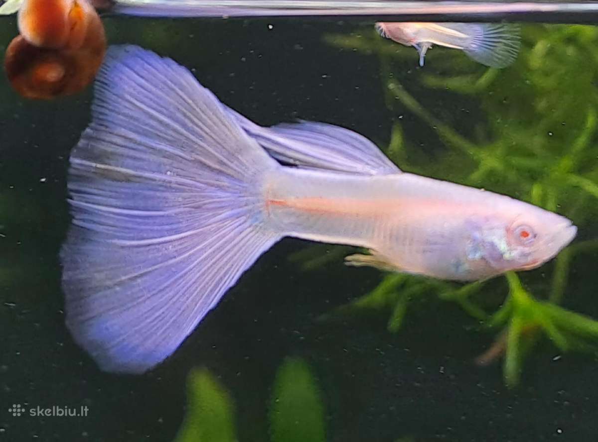 Žuvytės. Gupijos. Guppy. - nuotraukos Nr. 6