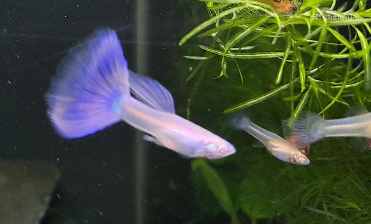 Žuvytės. Gupijos. Guppy. - nuotraukos Nr. 5