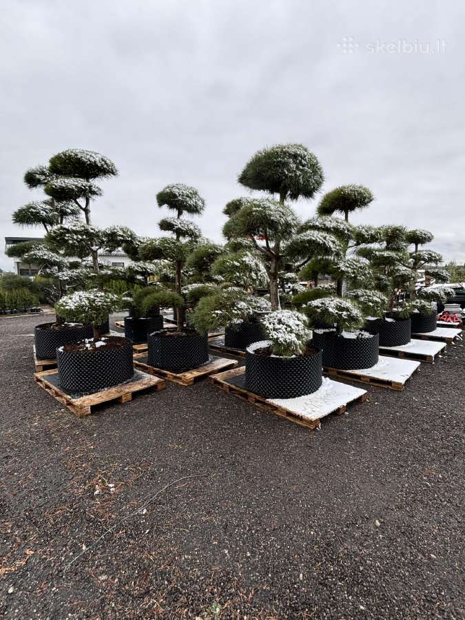 Miskantai, Bonsai, Kadagiai, Tujos, Skroblai. - nuotraukos Nr. 7