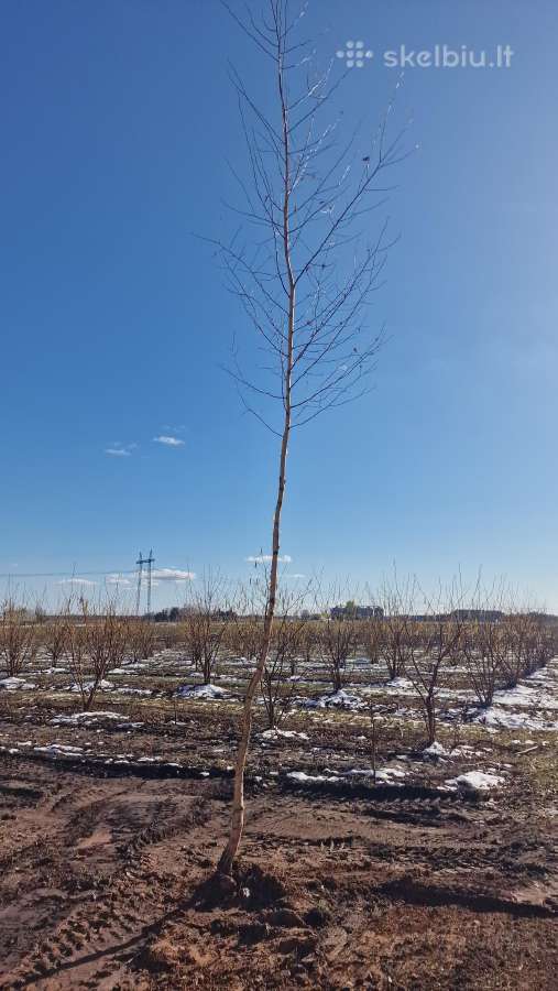Parduodu pušų/ Ąžuolų/ liepų sodmenys persodinimas - nuotraukos Nr. 28