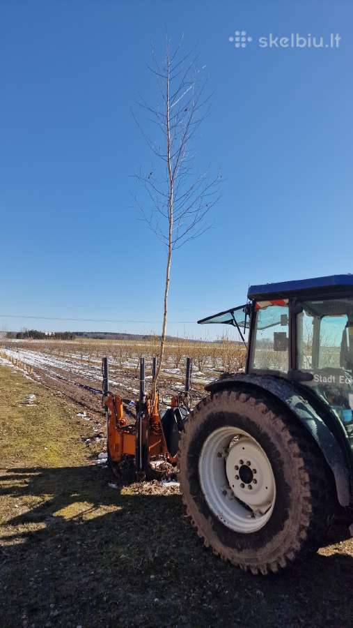Parduodu pušų/ Ąžuolų/ liepų sodmenys persodinimas - nuotraukos Nr. 29