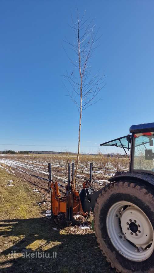 Parduodu pušų/ Ąžuolų/ liepų sodmenys persodinimas - nuotraukos Nr. 30