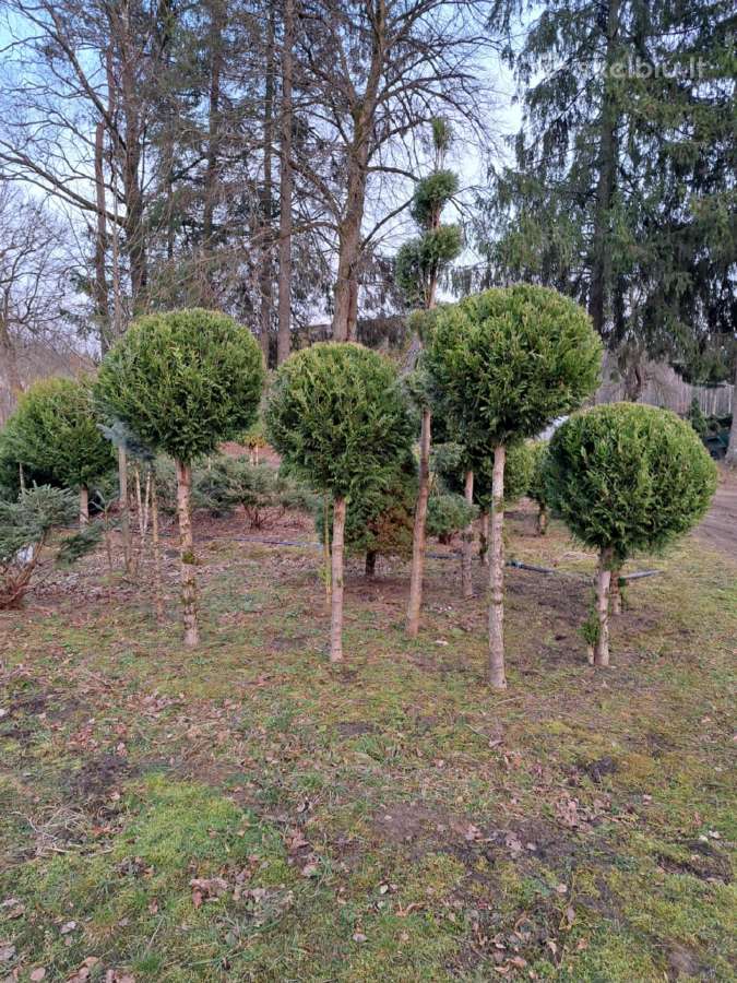 Pušys kalninės Juodosios Pusys - nuotraukos Nr. 6