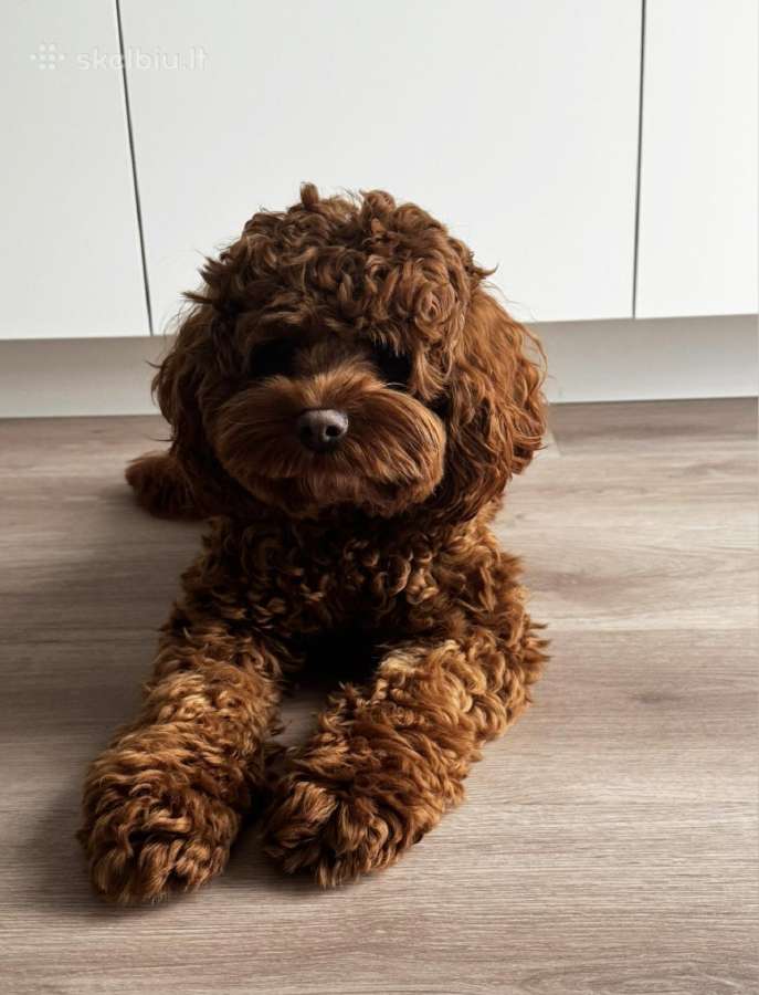 F1 Cockapoo - nuotraukos Nr. 8