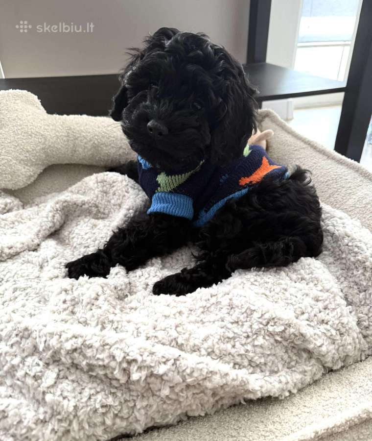 F1 Cockapoo - nuotraukos Nr. 9
