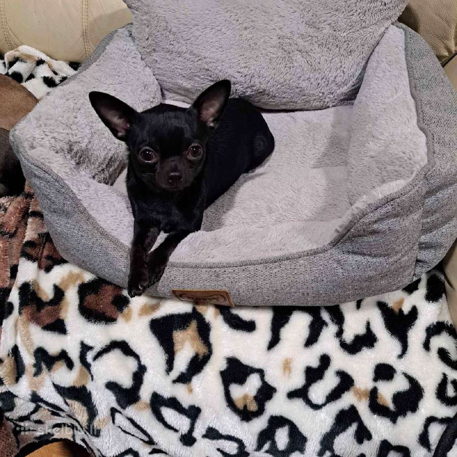 Cihuahua patinas kergimui